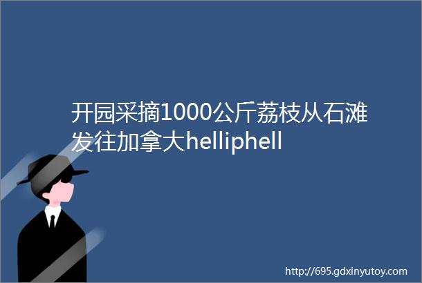 开园采摘1000公斤荔枝从石滩发往加拿大helliphellip