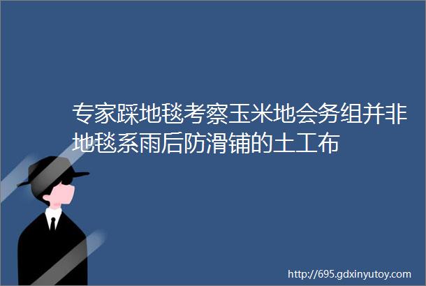 专家踩地毯考察玉米地会务组并非地毯系雨后防滑铺的土工布